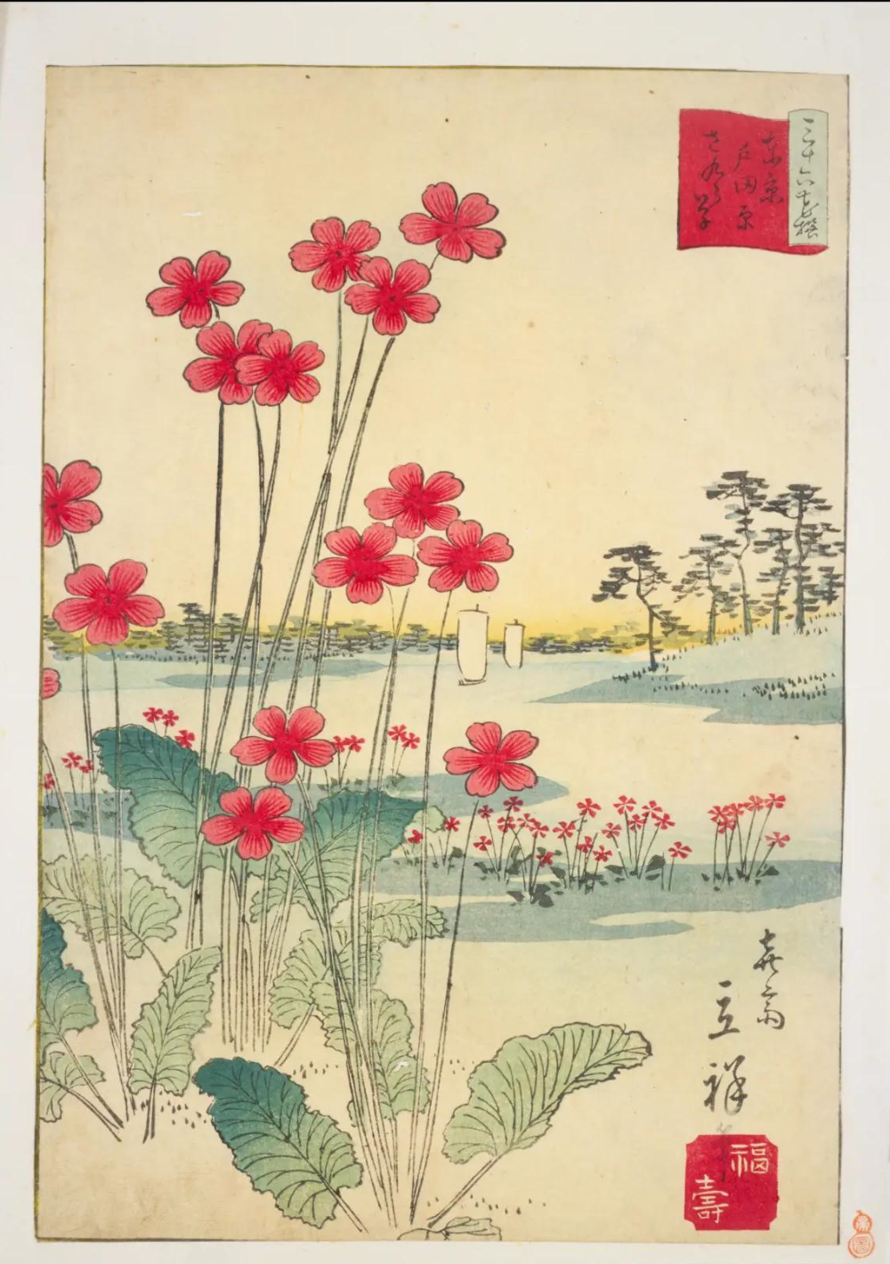 「東京戸田原さくら草」